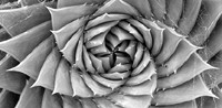 fibonacci.bmp