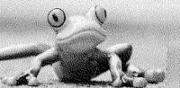frog.bmp