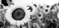 tournesol.bmp